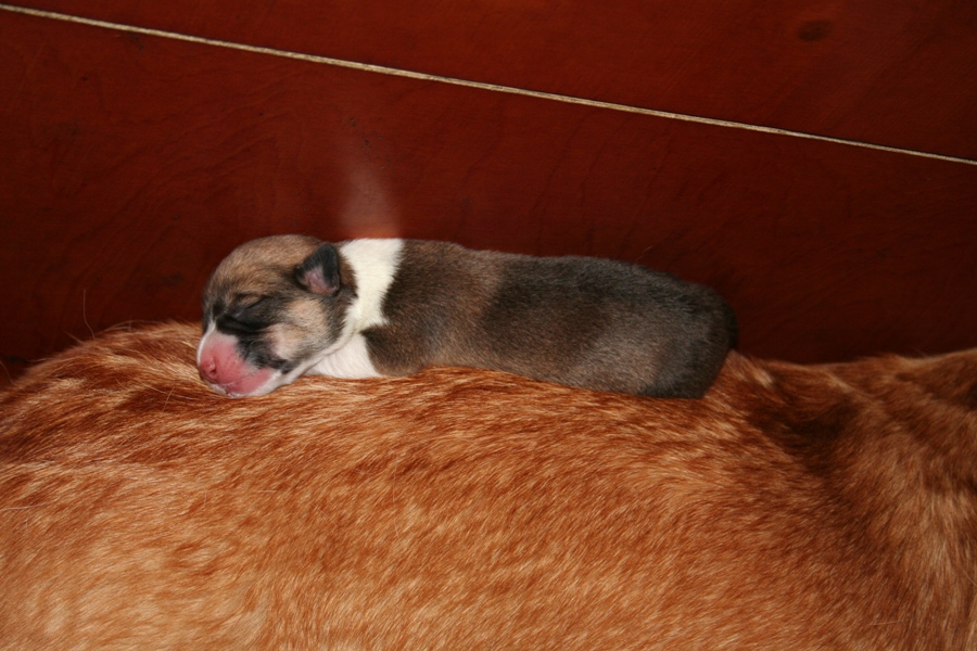 Puppies
